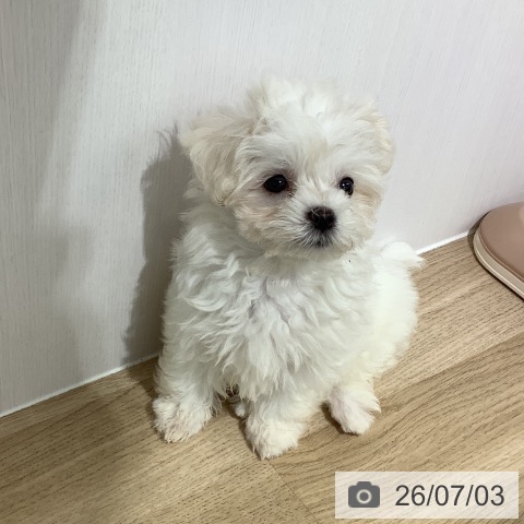 長野県のマルチーズ (ペットプラス 長野店/2026年4月26日生まれ/女の子/ホワイト)の子犬の3枚目の画像