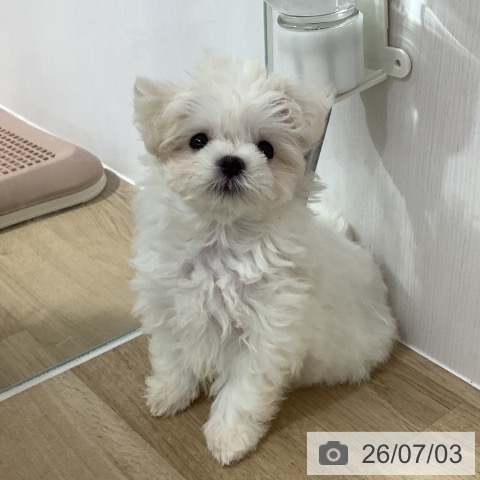 長野県のマルチーズ (ペットプラス 長野店/2026年4月26日生まれ/女の子/ホワイト)の子犬の4枚目の画像