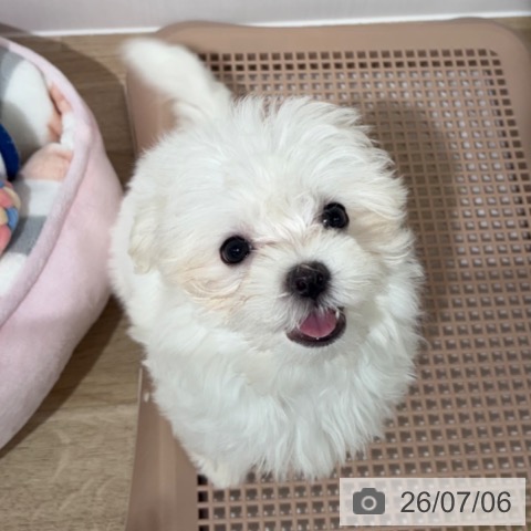 長野県のマルチーズ (ペットプラス 長野店/2026年4月26日生まれ/女の子/ホワイト)の子犬の3枚目の画像