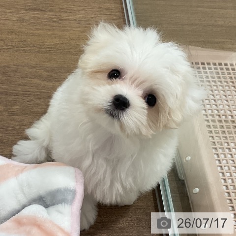 埼玉県のマルチーズ (ペッツワン 吉川美南店/2026年4月26日生まれ/女の子/ホワイト)の子犬の4枚目の画像