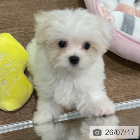 埼玉県のマルチーズ (ペッツワン 吉川美南店/2026年4月26日生まれ/女の子/ホワイト)の子犬の3枚目の画像