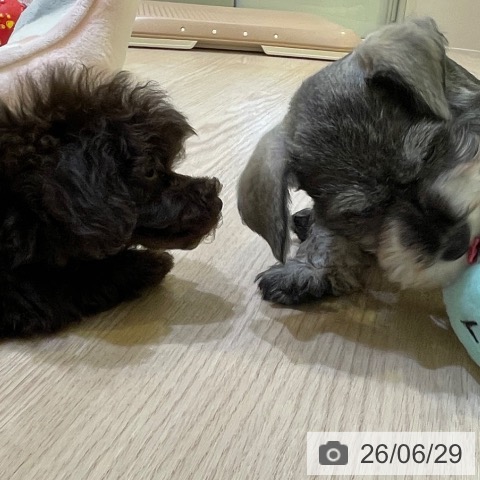 千葉県のトイプードル(トイ) (ペットプラス 幕張新都心店/2026年4月27日生まれ/男の子/ブラウン)の子犬の4枚目の画像