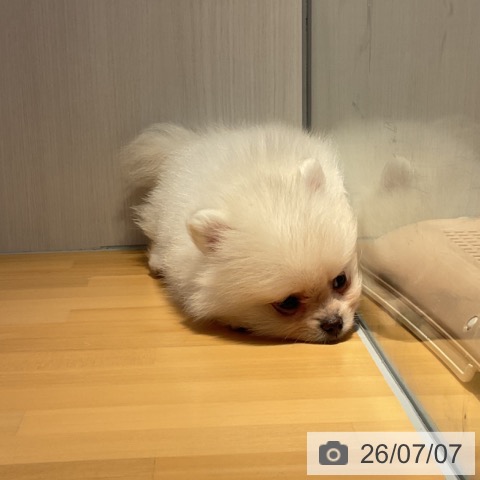山形県のポメラニアン (ペットプラス 天童店/2026年4月27日生まれ/男の子/クリーム)の子犬の4枚目の画像