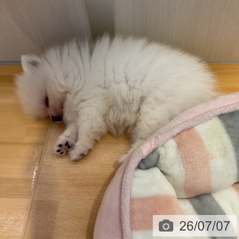山形県のポメラニアン (ペットプラス 天童店/2026年4月27日生まれ/男の子/クリーム)の子犬の3枚目の画像
