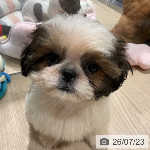 埼玉県のシーズー (ペットプラス 上尾店/2026年4月30日生まれ/男の子/ホワイトゴールド)の子犬の4枚目の画像