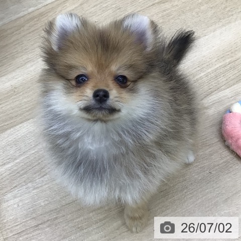 福島県のポメラニアン (ペットプラス 福島店/2026年4月27日生まれ/女の子/オレンジ)の子犬の4枚目の画像