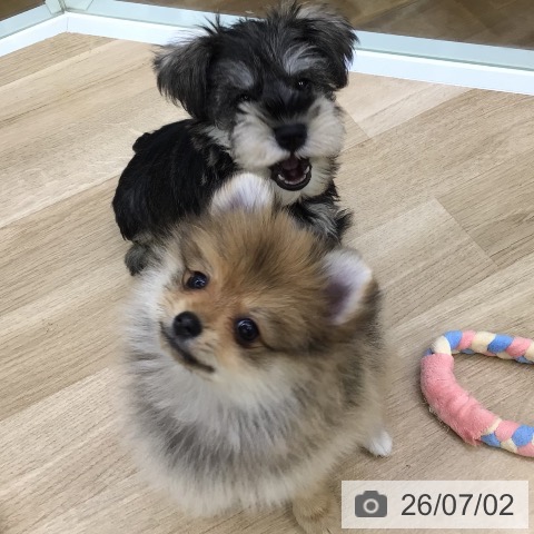 福島県のポメラニアン (ペットプラス 福島店/2026年4月27日生まれ/女の子/オレンジ)の子犬の3枚目の画像