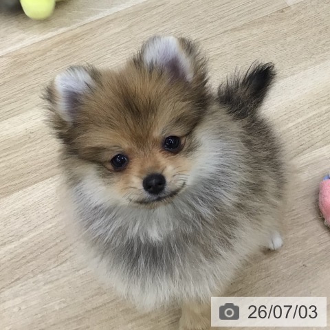 福島県のポメラニアン (ペットプラス 福島店/2026年4月27日生まれ/女の子/オレンジ)の子犬の3枚目の画像