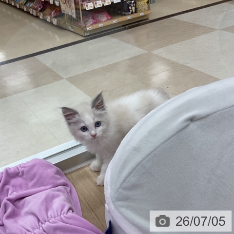 ラグドールの写真