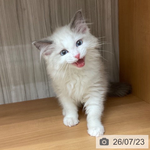 長野県のラグドール (ペットプラス 上田店/2026年5月1日生まれ/女の子/ブルーポイントバイカラー)の子猫の4枚目の画像