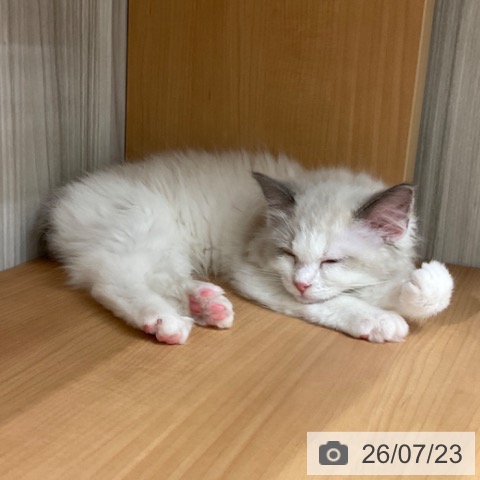 長野県のラグドール (ペットプラス 上田店/2026年5月1日生まれ/女の子/ブルーポイントバイカラー)の子猫の3枚目の画像