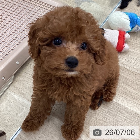 東京都のトイプードル(トイ) (ペットプラス むさし村山店/2026年5月1日生まれ/男の子/レッド)の子犬の3枚目の画像
