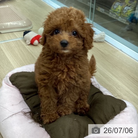 東京都のトイプードル(トイ) (ペットプラス むさし村山店/2026年5月1日生まれ/男の子/レッド)の子犬の3枚目の画像