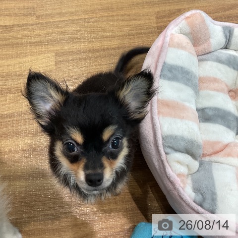 埼玉県のチワワ(ロング) (ペッツワン 新座店/2026年5月2日生まれ/男の子/ブラックタン)の子犬の4枚目の画像