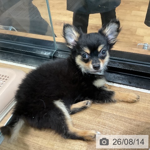 埼玉県のチワワ(ロング) (ペッツワン 新座店/2026年5月2日生まれ/男の子/ブラックタン)の子犬の3枚目の画像