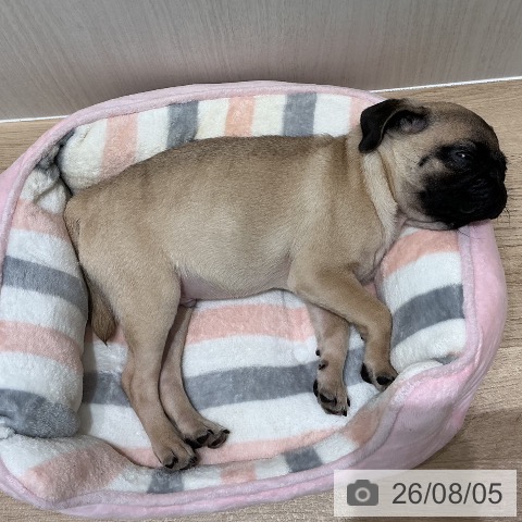 パグの写真