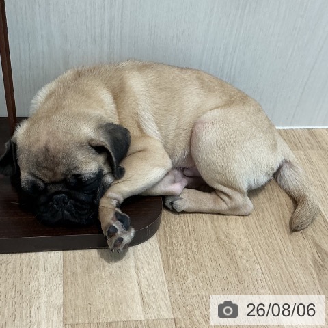 宮城県のパグ (ペットプラス 仙台泉大沢店/2026年4月28日生まれ/男の子/フォーン)の子犬の4枚目の画像