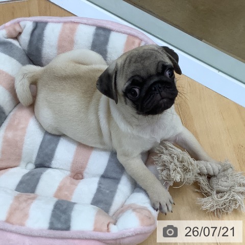 埼玉県のパグ (ペットプラス 羽生店/2026年4月28日生まれ/男の子/フォーン)の子犬の3枚目の画像