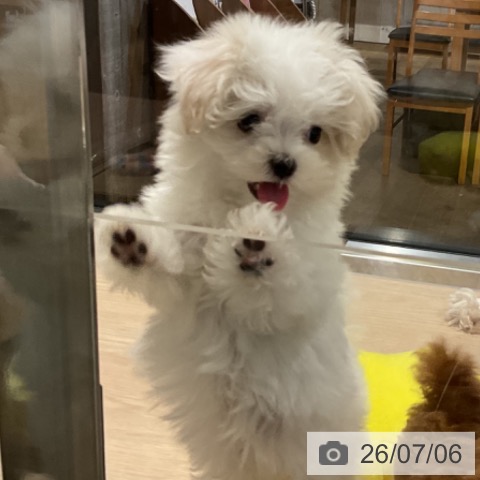 埼玉県のマルチーズ (ペットプラス コクーンシティ店/2026年4月24日生まれ/男の子/ホワイト)の子犬の4枚目の画像