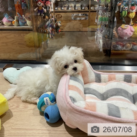 埼玉県のマルチーズ (ペットプラス コクーンシティ店/2026年4月24日生まれ/男の子/ホワイト)の子犬の3枚目の画像