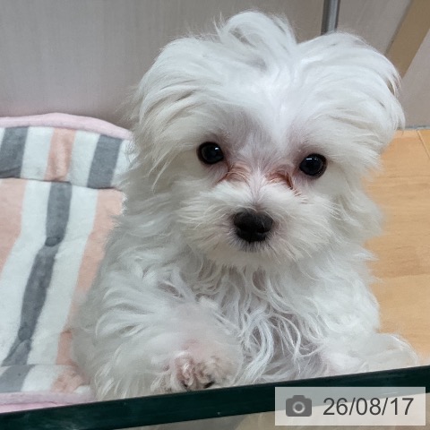 山形県のマルチーズ (ペットプラス 天童店/2026年4月24日生まれ/男の子/ホワイト)の子犬の3枚目の画像