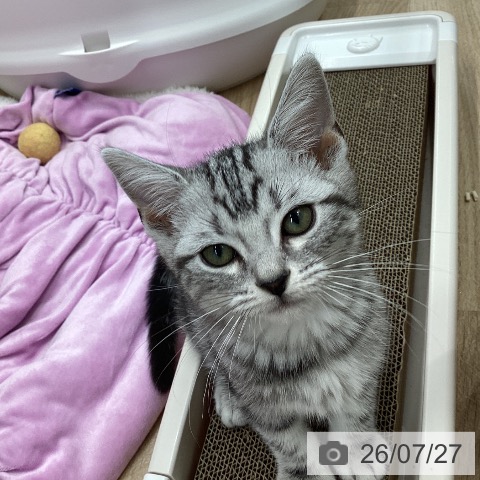 宮城県のアメリカンショートヘアー (ペットプラス 仙台上杉店/2026年5月3日生まれ/男の子/シルバータビー)の子猫の3枚目の画像
