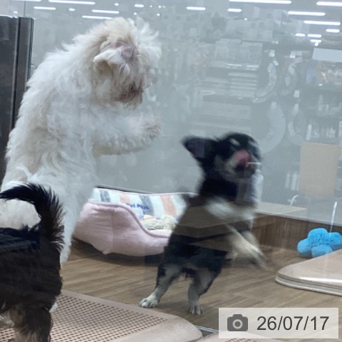 茨城県のチワワ(ロング) (ペッツワン 阿見店/2026年5月3日生まれ/女の子/ブラックタン)の子犬の4枚目の画像