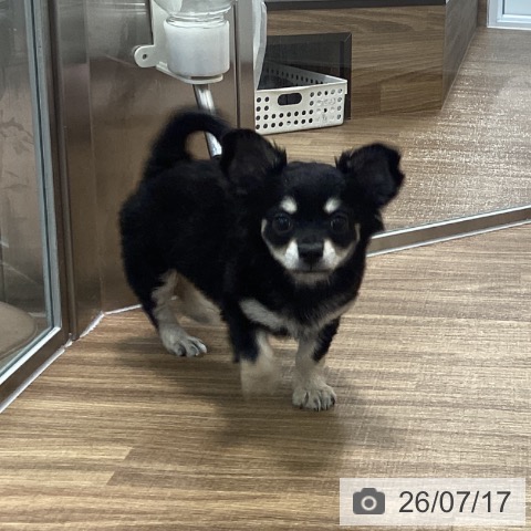 茨城県のチワワ(ロング) (ペッツワン 阿見店/2026年5月3日生まれ/女の子/ブラックタン)の子犬の3枚目の画像