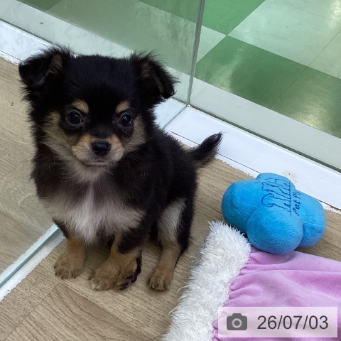 山梨県のチワワ(ロング) (ペットプラス 甲府昭和店/2026年5月3日生まれ/男の子/ブラックタン)の子犬の3枚目の画像