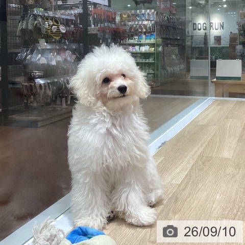 神奈川県のトイプードル(トイ) (ペットプラス ビアレ横浜店/2026年5月2日生まれ/男の子/クリーム)の子犬の4枚目の画像