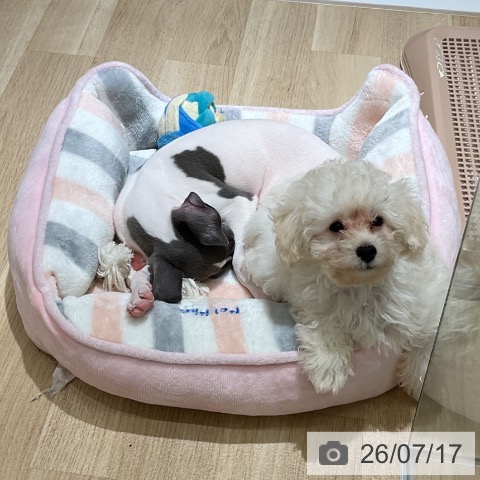 神奈川県のトイプードル(トイ) (ペットプラス 天王町店/2026年5月2日生まれ/男の子/クリーム)の子犬の3枚目の画像