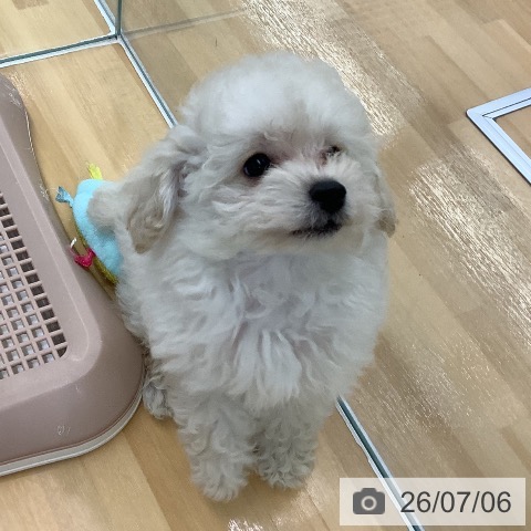 長野県のトイプードル(トイ) (ペットプラス 松本店/2026年5月2日生まれ/女の子/クリーム)の子犬の3枚目の画像