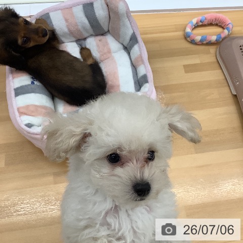 長野県のトイプードル(トイ) (ペットプラス 松本店/2026年5月2日生まれ/女の子/クリーム)の子犬の4枚目の画像