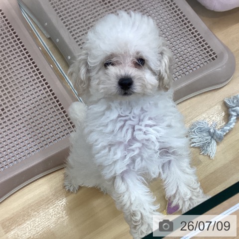 長野県のトイプードル(トイ) (ペットプラス 松本店/2026年5月2日生まれ/女の子/クリーム)の子犬の3枚目の画像
