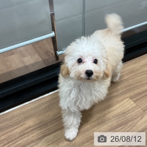 埼玉県のトイプードル(トイ) (ペッツワン 新座店/2026年5月2日生まれ/女の子/クリーム)の子犬の3枚目の画像