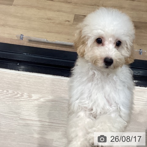 埼玉県のトイプードル(トイ) (ペッツワン 新座店/2026年5月2日生まれ/女の子/クリーム)の子犬の4枚目の画像