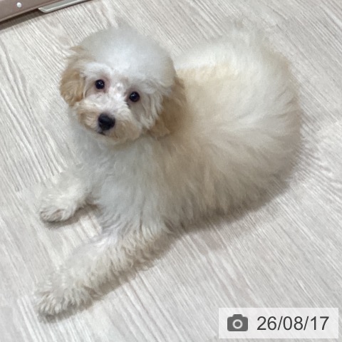 埼玉県のトイプードル(トイ) (ペッツワン 新座店/2026年5月2日生まれ/女の子/クリーム)の子犬の3枚目の画像
