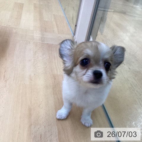 チワワの写真