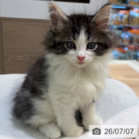 神奈川県のノルウェージャンフォレストキャット (ペットプラス ゆめが丘ソラトス店/2026年5月3日生まれ/男の子/ブラウンマッカレルタビーホワイト)の子猫の4枚目の画像