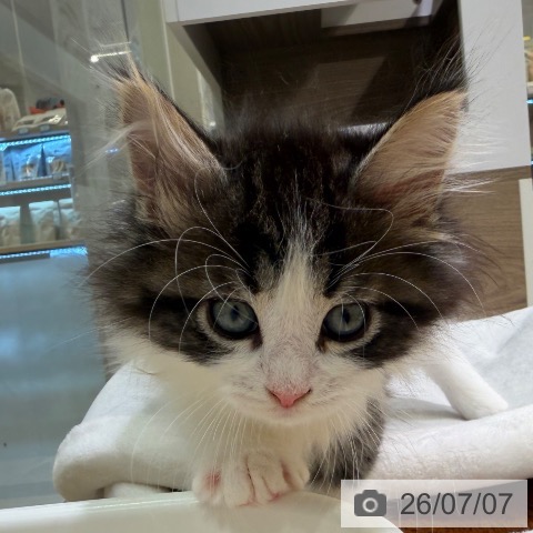 神奈川県のノルウェージャンフォレストキャット (ペットプラス ゆめが丘ソラトス店/2026年5月3日生まれ/男の子/ブラウンマッカレルタビーホワイト)の子猫の3枚目の画像