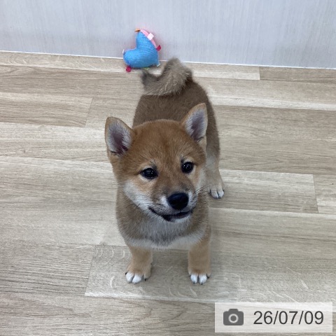 山梨県の柴犬(標準サイズ) (ペットプラス 甲府国母店/2026年5月4日生まれ/男の子/赤)の子犬の3枚目の画像