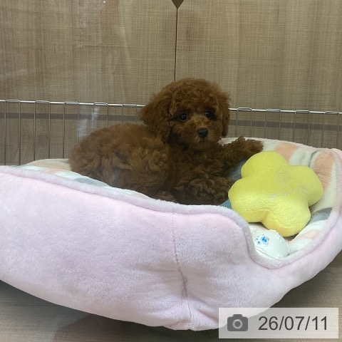 神奈川県のトイプードル(トイ) (ペッツワン 横須賀久里浜店/2026年5月7日生まれ/女の子/レッド)の子犬の3枚目の画像