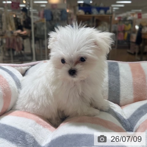 東京都のマルチーズ (ペットプラス 板橋店/2026年5月6日生まれ/女の子/ホワイト)の子犬の4枚目の画像
