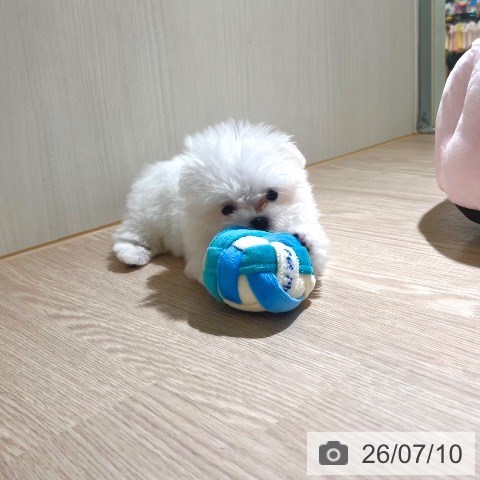 マルチーズの写真
