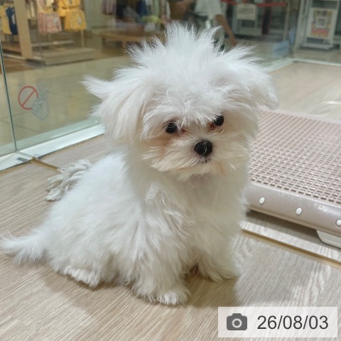 マルチーズの写真