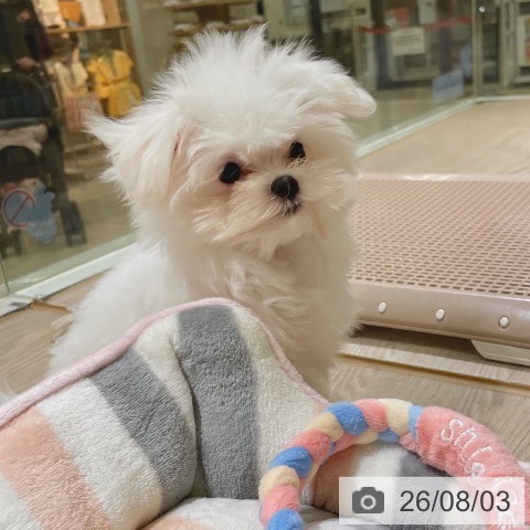 マルチーズの写真