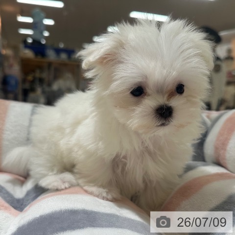 東京都のマルチーズ (ペットプラス 板橋店/2026年5月6日生まれ/女の子/ホワイト)の子犬の3枚目の画像