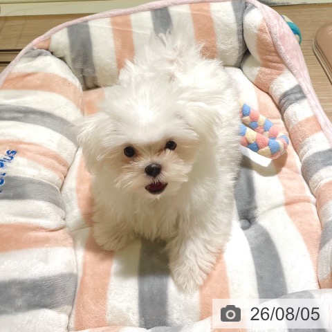 東京都のマルチーズ (ペットプラス 板橋店/2026年5月6日生まれ/女の子/ホワイト)の子犬の4枚目の画像