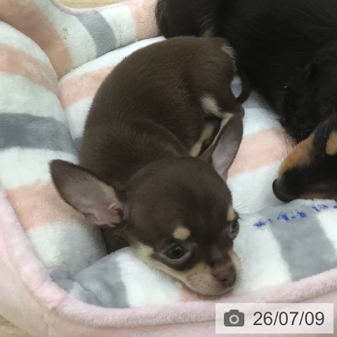 チワワの写真