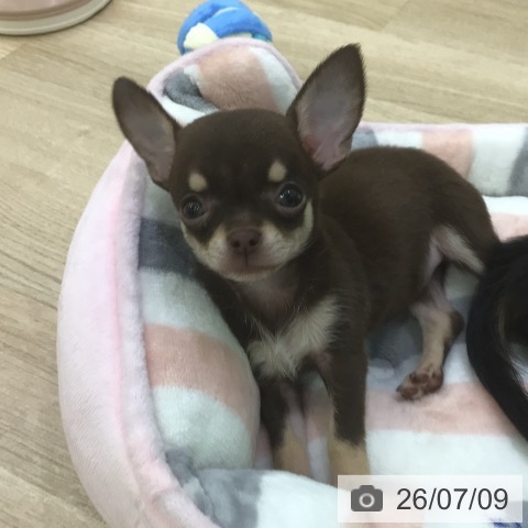 チワワの写真